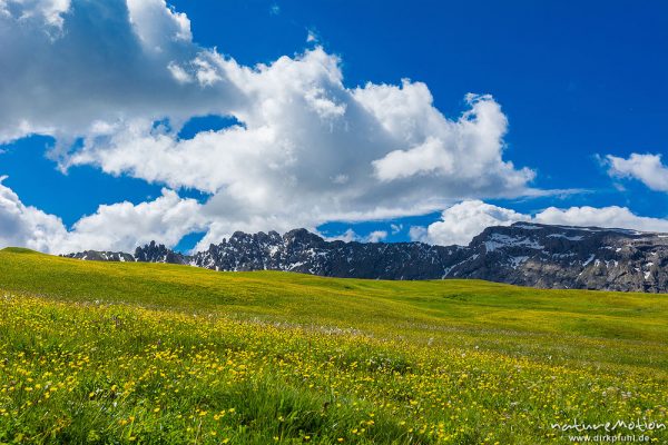 blühende Almwiesen, Berge mit Altschneefeldern, Seiseralm (Südtirol), Italien