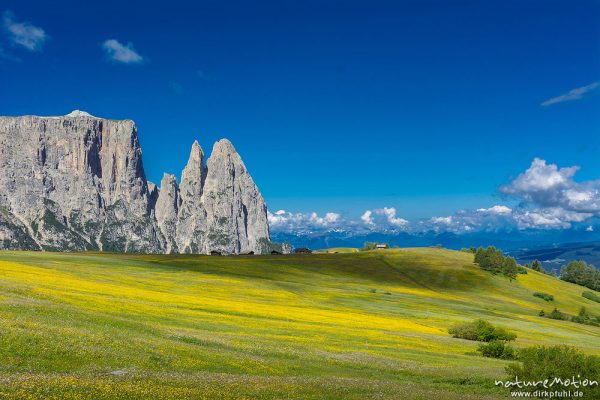 Schlern, blühende Almwiesen, Seiseralm (Südtirol), Italien