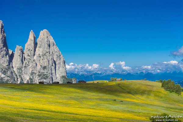 Schlern, blühende Almwiesen, Seiseralm (Südtirol), Italien