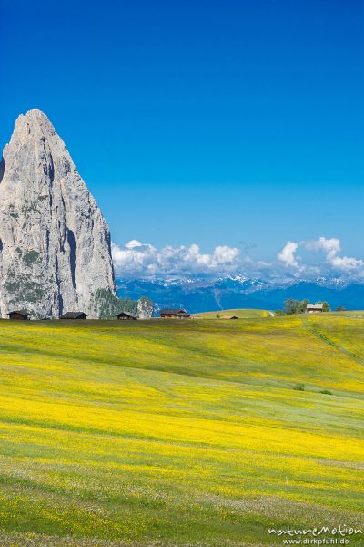 Schlern, blühende Almwiesen, Seiseralm (Südtirol), Italien