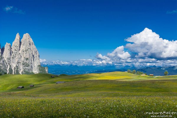 Schlern, blühende Almwiesen, Seiseralm (Südtirol), Italien