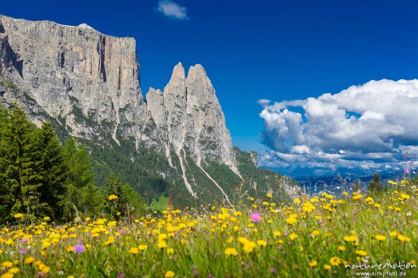 Schlern, blühende Almwiesen, Seiseralm (Südtirol), Italien