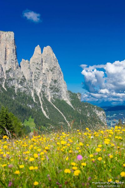 Schlern, blühende Almwiesen, Seiseralm (Südtirol), Italien