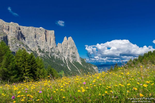 Schlern, blühende Almwiesen, Seiseralm (Südtirol), Italien