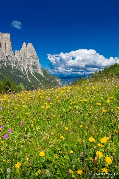 Schlern, blühende Almwiesen, Seiseralm (Südtirol), Italien