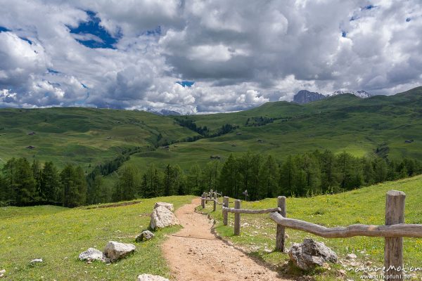 befestigter Wanderweg, Seiseralm, Langkofel, Seiseralm (Südtirol), Italien