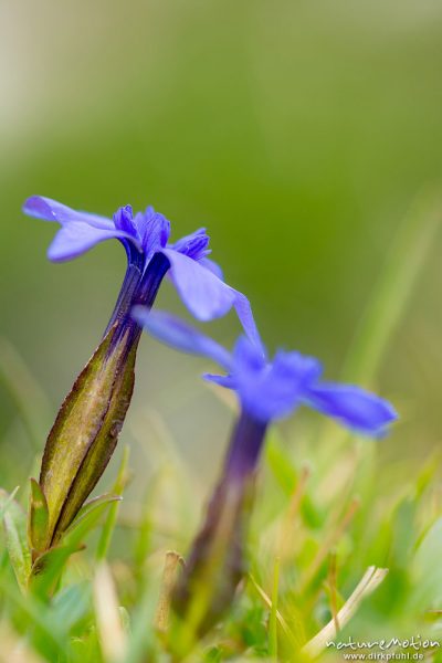 Frühlings-Enzian, Gentiana verna, 	Enziangewächse (Gentianaceae), Blüten, Schlern Hochfläche, Seiseralm (Südtirol), Italien