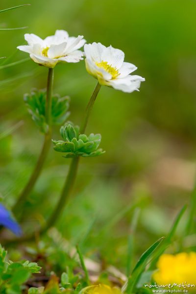 Alpen-Hahnenfuß, Ranunculus alpestris, 	Hahnenfußgewächse (Ranunculaceae) ,blühende Pflanze, A nature document - not arranged nor manipulated, Seiseralm (Südtirol), Italien