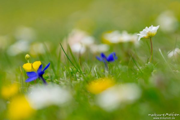 Almwiese mit Frühlingsenzian und anderen Arten, Touristensteig unterhalb Schlernhaus, Seiseralm (Südtirol), Italien