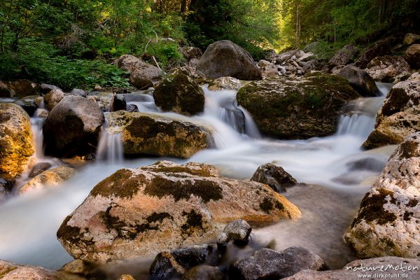 Gebirgsbach, Kalkfelsen, Kiefernwald, Freddo-Bach bei Bad Ratzes, Seis (Südtirol), Italien