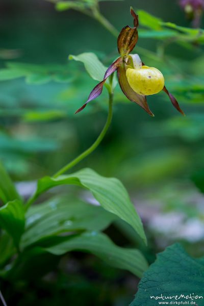 Gelber Frauenschuh, Cypripedium calceolus, 	Orchideen (Orchidaceae), blühende Pflanze, Tschamintal, Dolomiten, Völs am Schlern, Südtirol, Italien