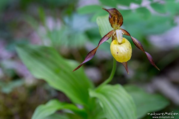 Gelber Frauenschuh, Cypripedium calceolus, 	Orchideen (Orchidaceae), blühende Pflanze, Tschamintal, Dolomiten, Völs am Schlern, Südtirol, Italien