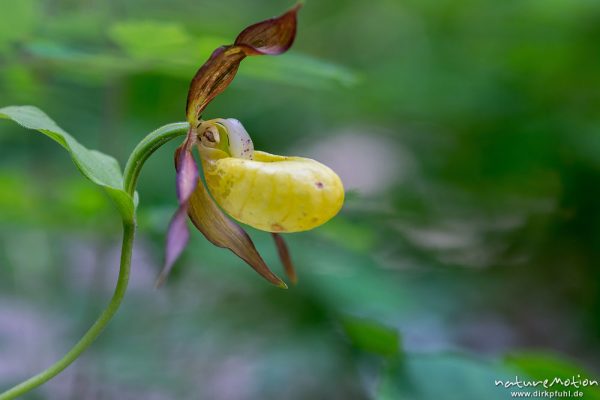 Gelber Frauenschuh, Cypripedium calceolus, 	Orchideen (Orchidaceae), blühende Pflanze, Tschamintal, Dolomiten, Völs am Schlern, Südtirol, Italien