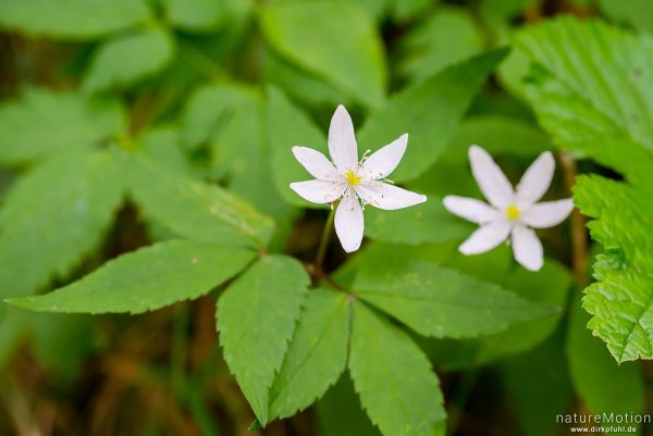 Dreiblatt-Windröschen, Anemone trifolia, 	Hahnenfußgewächse (Ranunculaceae), blühende Pflanze, Völs am Schlern, Südtirol, Italien