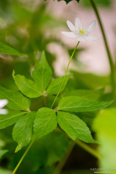 Dreiblatt-Windröschen, Anemone trifolia, 	Hahnenfußgewächse (Ranunculaceae), blühende Pflanze, Völs am Schlern, Südtirol, Italien