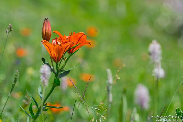 Feuer-Lilie, Lilium bulbiferum, 	Liliengewächse (Liliaceae),blühende Pflanzen, Wiese am Schaferter Leger, Tschamintal, Dolomiten, Völs am Schlern, Südtirol, Italien