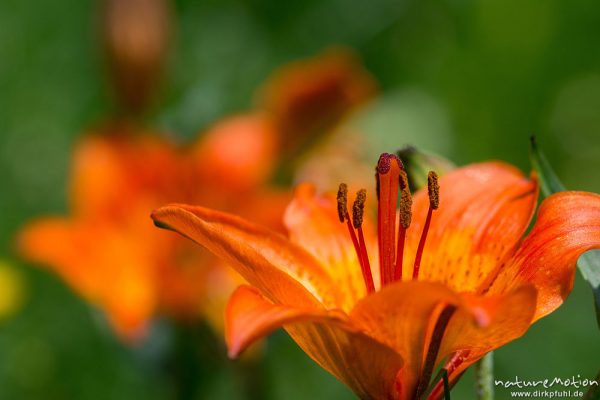 Feuer-Lilie, Lilium bulbiferum, 	Liliengewächse (Liliaceae),blühende Pflanzen, Wiese am Schaferter Leger, Tschamintal, Dolomiten, Völs am Schlern, Südtirol, Italien