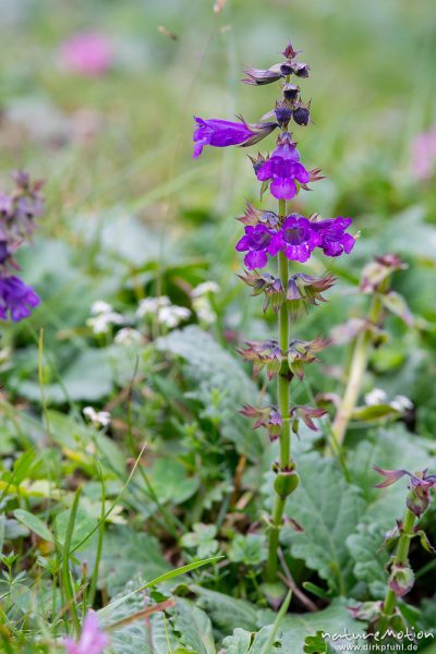 Drachenmaul, Horminum pyrenaicum, 	Lippenblütler (Lamiaceae), blühende Pflanze, Wiese, Rechter Leger, Tschamintal, Völs am Schlern, Südtirol, Italien