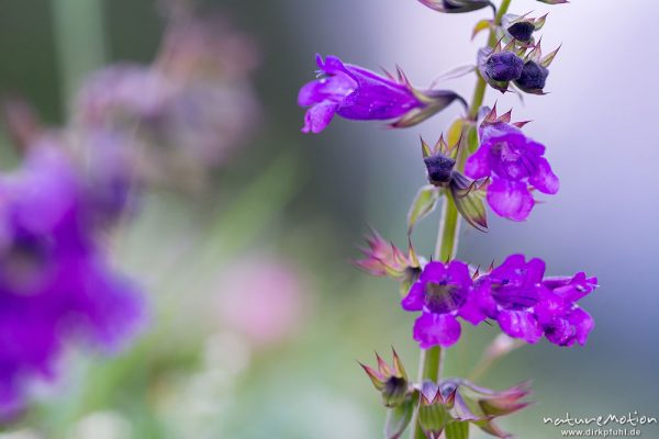 Drachenmaul, Horminum pyrenaicum, 	Lippenblütler (Lamiaceae), Blüten, Wiese, Rechter Leger, Tschamintal, Völs am Schlern, Südtirol, Italien