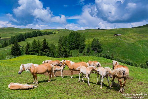 Haflinger, Hauspferd, Equus caballus, Equidae, kleine Herde mit Jungtieren auf Almwiese, Seiseralm (Südtirol), Italien