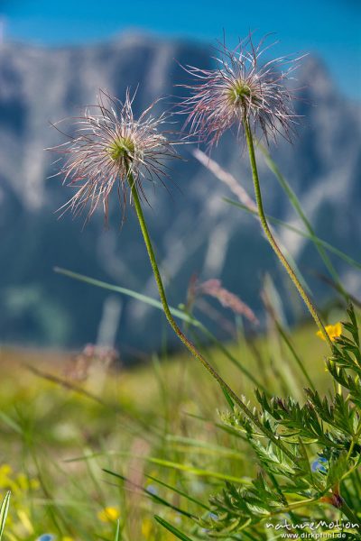 Kuhschelle, Küchenschelle, Fruchtstände, Achäne, Almwiese, im Hintergrund der Schlern, Seiseralm (Südtirol), Italien