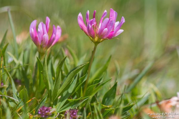 Westalpen-Klee, Alpen-Klee, Trifolium alpinum, 	Hülsenfrüchtler (Fabaceae),blühende Pflanzen, Puflatsch, Seiseralm (Südtirol), Italien