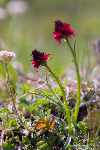 Schwarzes Kohlröschen, Männertreu, Nigritella nigra, 	Orchideen (Orchidaceae),blühende Pflanze, Almwiese, Puflatsch, Seiseralm (Südtirol), Italien