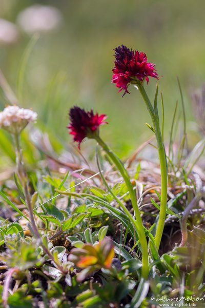 Schwarzes Kohlröschen, Männertreu, Nigritella nigra, 	Orchideen (Orchidaceae),blühende Pflanze, Almwiese, Puflatsch, Seiseralm (Südtirol), Italien