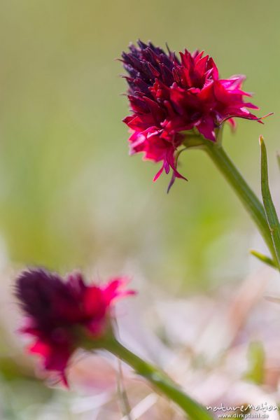 Schwarzes Kohlröschen, Männertreu, Nigritella nigra, 	Orchideen (Orchidaceae),blühende Pflanze, Almwiese, Puflatsch, Seiseralm (Südtirol), Italien