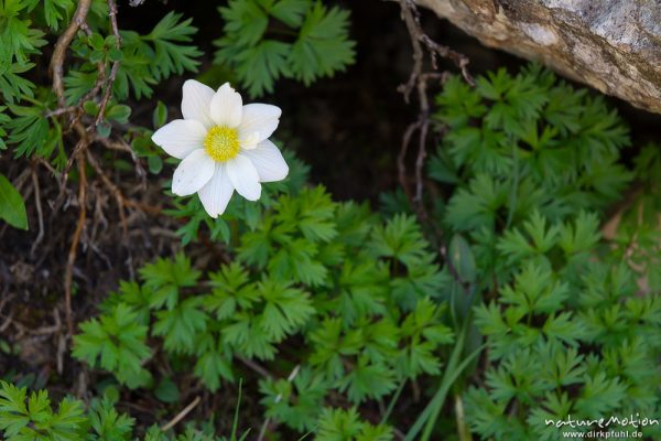 Alpen-Kuhschelle, Pulsatilla alpina, Syn.: Anemone alpina L.,  	Hahnenfußgewächse (Ranunculaceae),bl, Seiseralm (Südtirol), Italien
