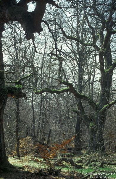 Eichen, Buchen, Urwald Sababurg, Urwald Sababurg, Deutschland