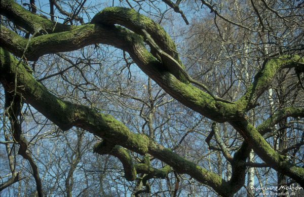 Ast, Moosbewachsen, Urwald Sababurg, Urwald Sababurg, Deutschland