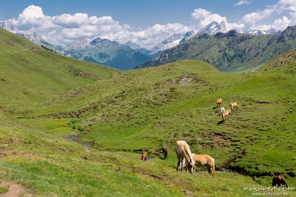 Weideflächen am Fuß des Rosengarten, Haflinger, Im Hintergrund Sella und Marmolada, zwischen Plattkofelhütte und Tierser Alpl Hütte, Seiseralm (Südtirol), Italien