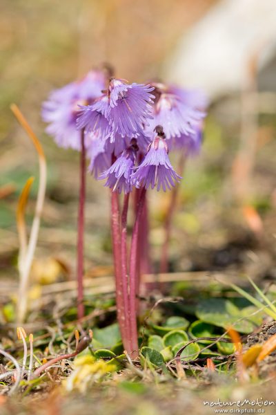 Echtes Alpenglöckchen, Alpen-Soldanelle, Soldanella alpina, Primelgewächse (Primulaceae), blühende Pflanzen am Rand eines Altschneefeldes, Rosszähne, Seiseralm (Südtirol), Italien