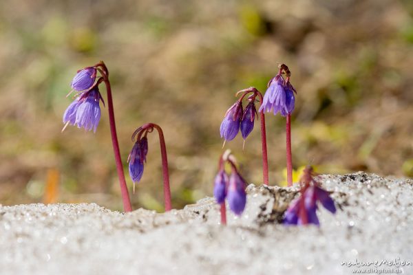 Echtes Alpenglöckchen, Alpen-Soldanelle, Soldanella alpina, Primelgewächse (Primulaceae), blühende Pflanzen am Rand eines Altschneefeldes, Rosszähne, Seiseralm (Südtirol), Italien