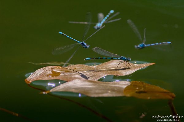 Becher-Azurjungfer, Gemeine Becherjungfer, Enallagma cyathigerum, Coenagrionidae, Männchen sitzend auf Blatt vom Wasser-Knöterich, andere Männchen versuchen den Ansitz zu erobern, Pfarrmoor, A nature document - not arranged nor manipulated, Völs am Schlern, Südtirol, Italien