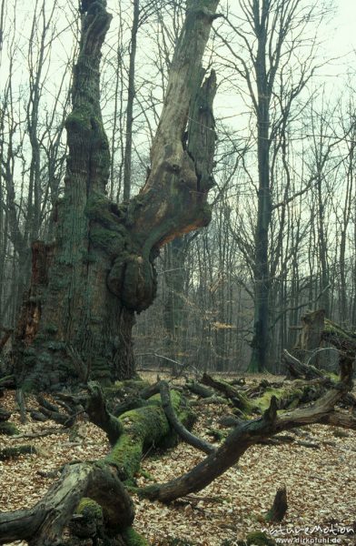 alte Eiche, halb zerfallen, Urwald Sababurg, Urwald Sababurg, Deutschland