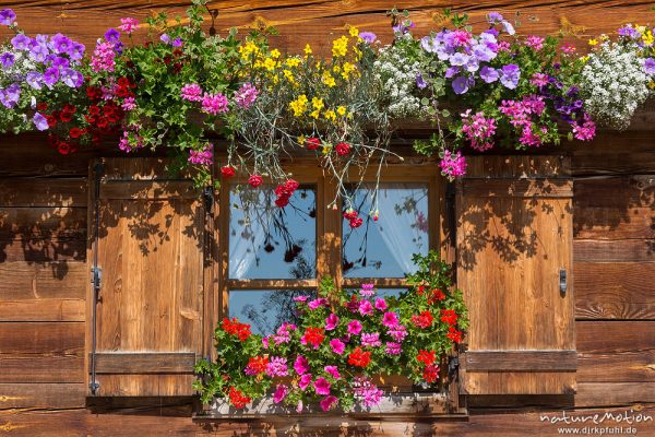 Fenster umrankt von Blumen, Holzfassade und hölzerne Fensterläden, Tuffalm, Völs am Schlern, Südtirol, Italien