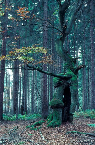 Rot-Buche, Fagus sylvatica, Fagaceae, "Baumkobold", verschwunden seit ca. 1998, Rheinhardswald, Sababurg (ehemals 103,25), Urwald Sababurg, Deutschland