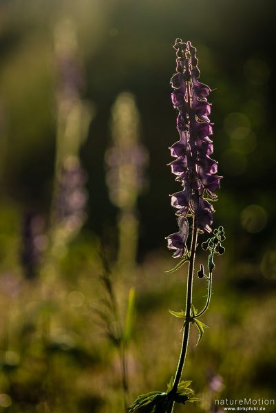 Wolfs-Eisenhut, Gelber Eisenhut, Aconitum lycoctonum, Hahnenfußgewächse (Ranunculaceae), Blütenstand im Gegenlicht, Memurubu, Norwegen