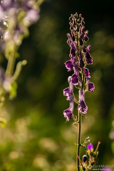 Wolfs-Eisenhut, Gelber Eisenhut, Aconitum lycoctonum, Hahnenfußgewächse (Ranunculaceae), Blütenstand im Gegenlicht, Memurubu, Norwegen