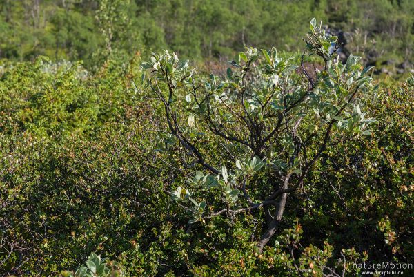 Woll-Weide, Zwerg-Weide, Salix lanata, Weidengewächse (Salicaceae), typische Vegetation des Fjell, M, Memurubu, Norwegen