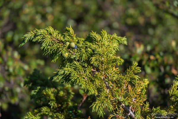 (?) Alpen-Wacholder, Zwerg-Wacholder, Juniperus communis var. Saxatilis, 	Zypressengewächse (Cupressaceae), oder Schwarze Krähenbeere, Empetrum nigrum, Ericaceae,   Zweig mit Beeren, Memurudalen, Jotunheimen, Memurubu, Norwegen