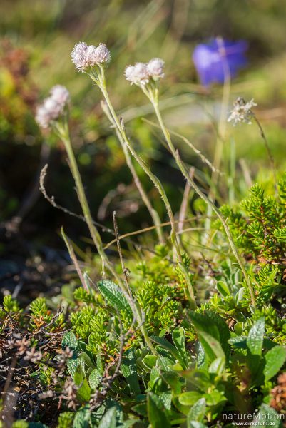 Gewöhnliches Katzenpfötchen, Antennaria dioica, 	Korbblütler (Asteraceae),blühende Pflanze, Memurudalen, Jotunheimen, Memurubu, Norwegen
