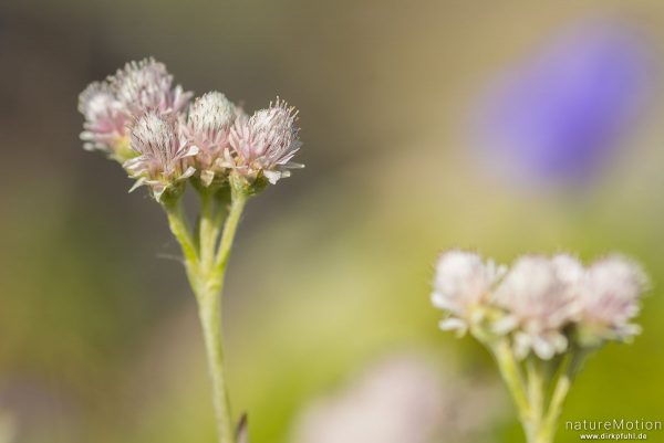 Gewöhnliches Katzenpfötchen, Antennaria dioica, 	Korbblütler (Asteraceae), Blütenstand, Memurudalen, Jotunheimen, Memurubu, Norwegen
