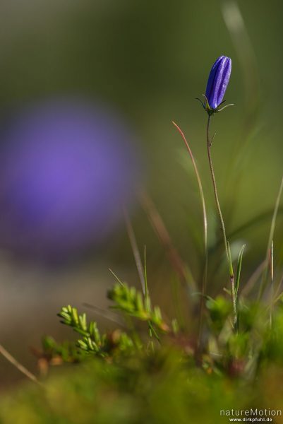 Rundblättrige Glockenblume, Campanula rotundifolia, Campanulaceae, (Artbestimmung unsicher), noch geschlossene Blüte, Pflanze zwischen Zwerg-Wacholder und Felsen, Memurudalen, Jotunheimen, Memurubu, Norwegen