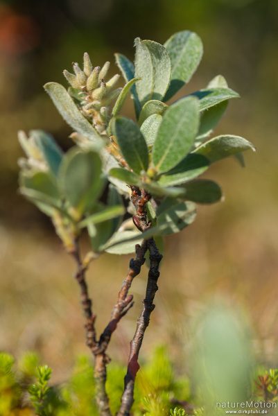 Woll-Weide, Zwerg-Weide, Salix lanata, Weidengewächse (Salicaceae), junger, niedriger Trieb mit noch, Memurubu, Norwegen
