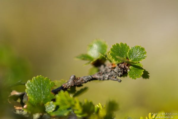 Zwerg-Birke, Betula nana, 	Birkengewächse (Betulaceae), Zweig mit Laubblättern, Memurudalen, Jotunheimen, Memurubu, Norwegen