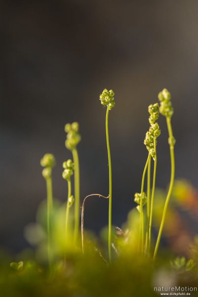 Kleine Simsenlilie, Tofieldia pusilla, Simsenliliengewächse (Tofieldiaceae), Blüten noch nicht aufgeblüht, Memurudalen, Jotunheimen, Memurubu, Norwegen