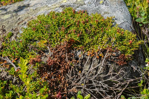 Schwarze Krähenbeere, Empetrum nigrum, Ericaceae, kriechend über Felsblock, gerade verblühte Blüten, Memurudalen, Jotunheimen, Memurubu, Norwegen